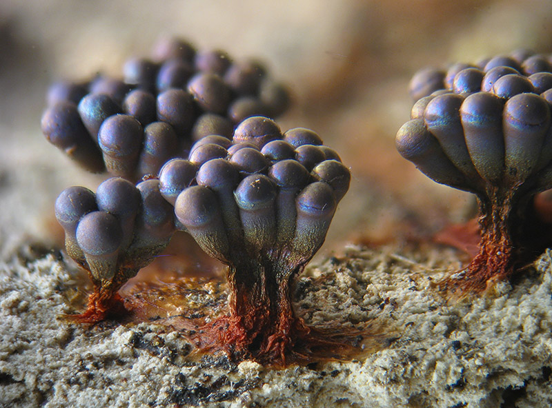 Metatrichia vesparium